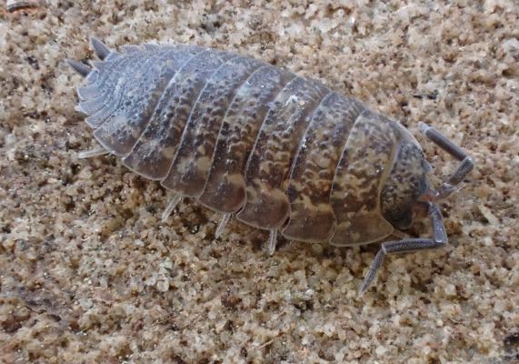 Common Rough Woodlouse