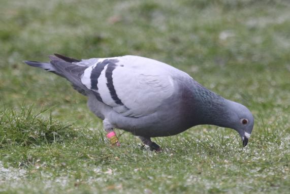 Homing Pigeon