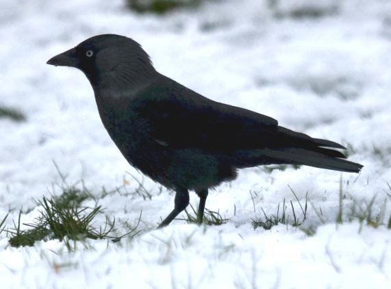 Jackdaw