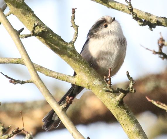 Long-tailed Tit