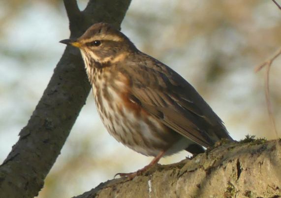 Redwing