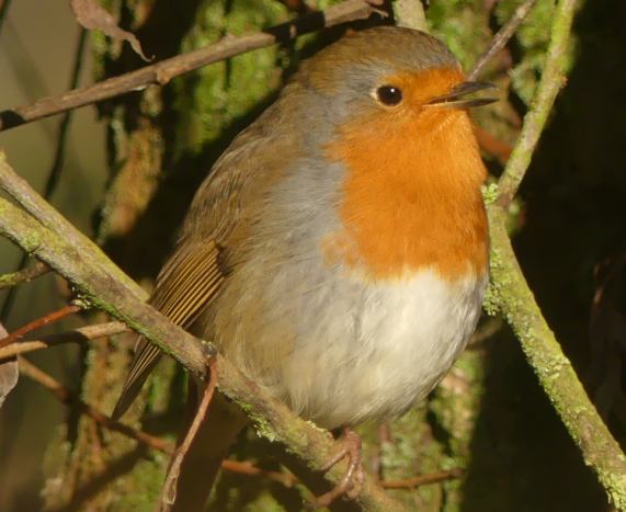 Robin