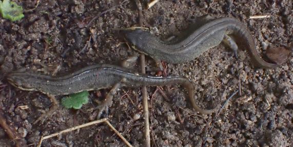 Smooth
                  Newts hibernating