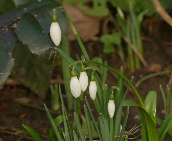 Snowdrops