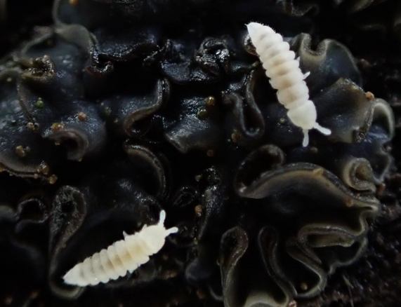 Springtails on fungus