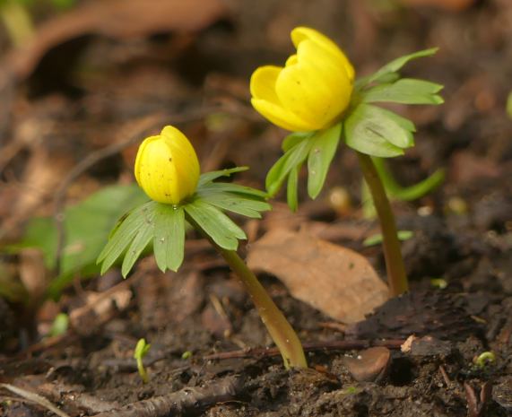 Winter Aconites