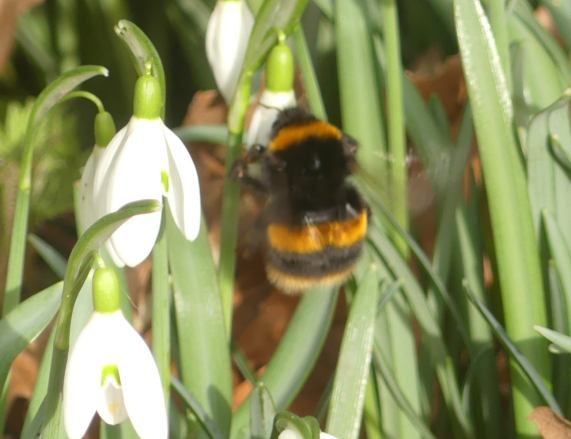 Buff-tailed Bumblebee