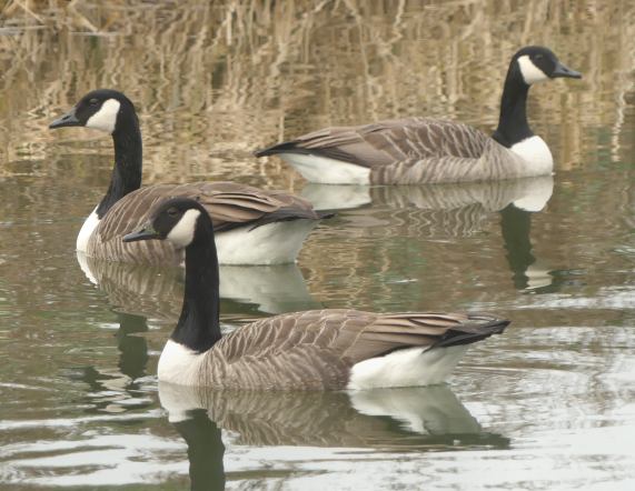 Canada
                  Geese