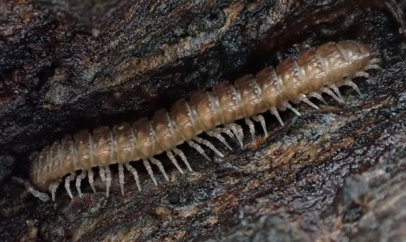 Flat
                  Millipede