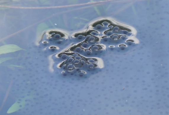 Frogspawn (Common Frog)