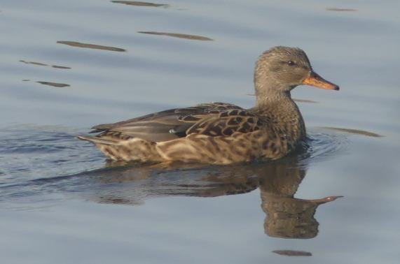 Drake - duck