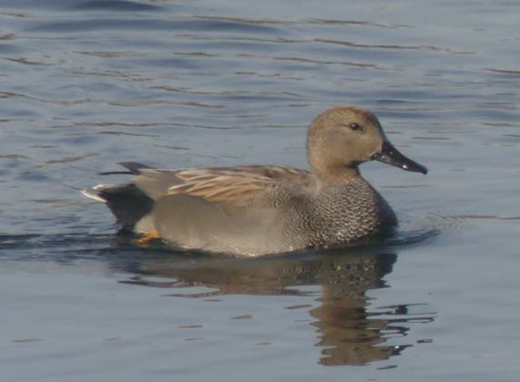 Gadwall - drake