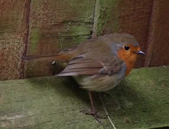 Robin