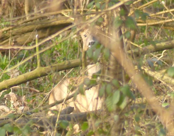 Roe
                  Deer