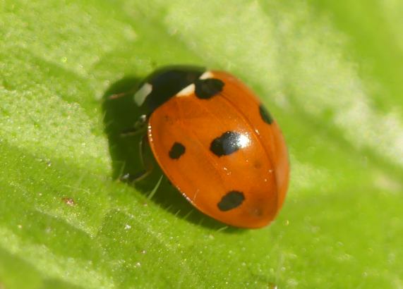 7-spot Ladybird