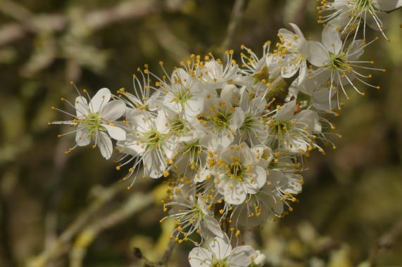 Blackthorn Blossom