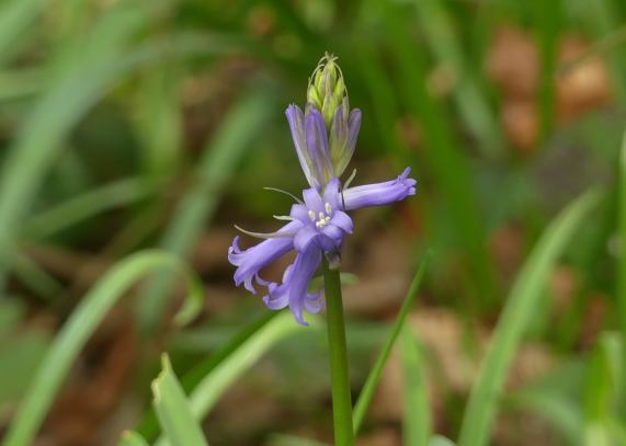 Bluebell