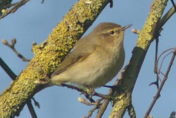 Chiffchaff