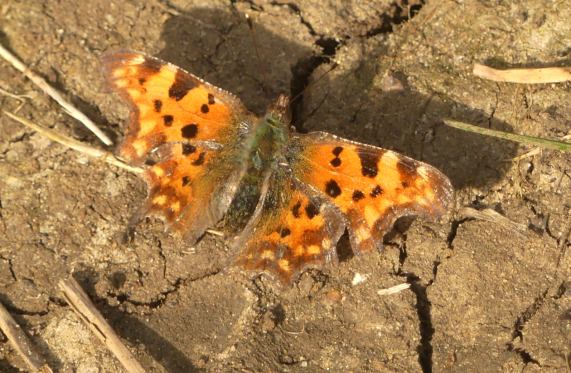 Comma butterfly
