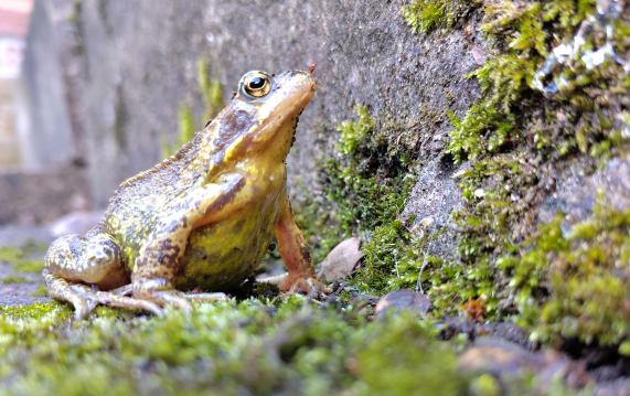 Common
                  Frog