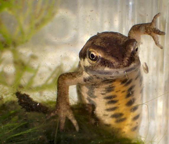 Common
                  Newt