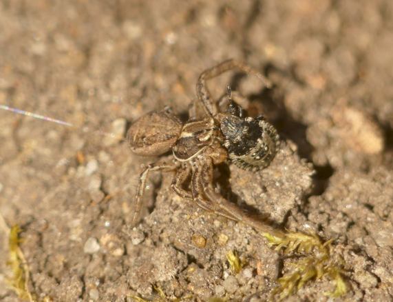 Crab
                  Spider with Shield Bug prey