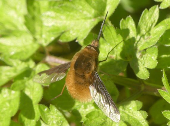 Dark-edged Bee-fly
