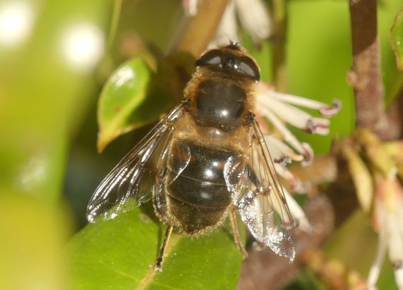 Drone fly - Eristalis tenax - female