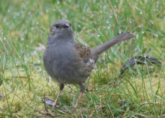 Dunnock