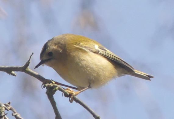 Goldcrest