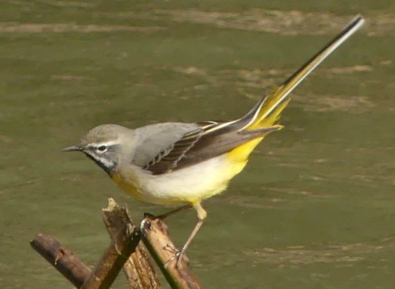 Grey
                  Wagtail
