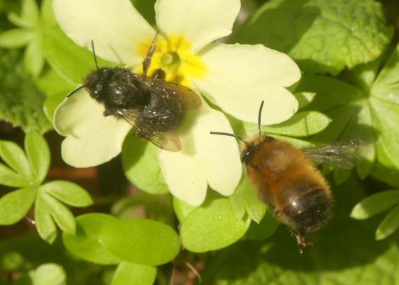 Hairy-footed Flower Bees