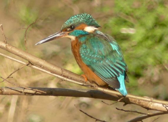 Kingfisher