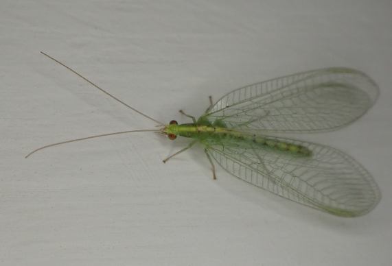 Lacewing
                  - Chrysopa perla