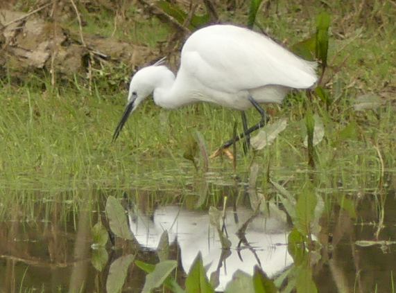 Little
                  Egret