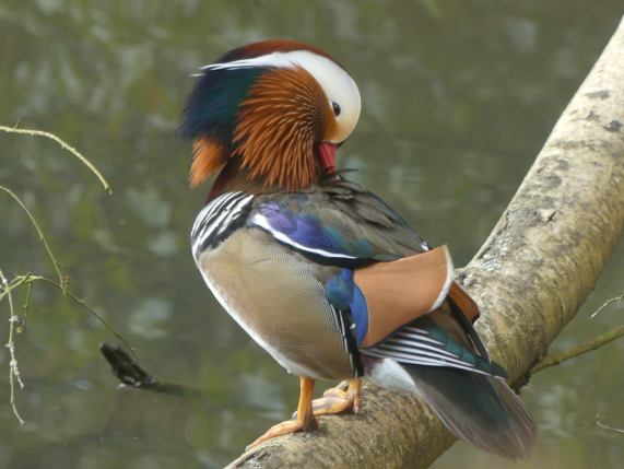 Mandarin Duck