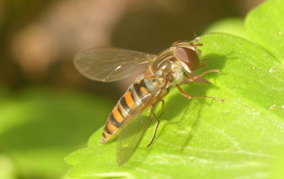 Marmalade Hoverfly