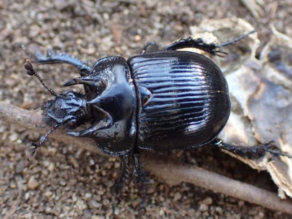 Minotaur Beetle - male