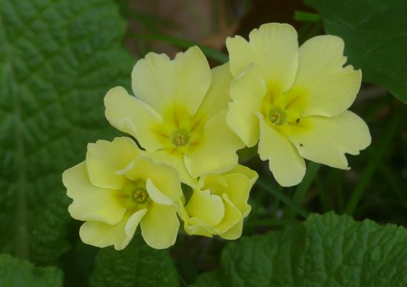 Primroses