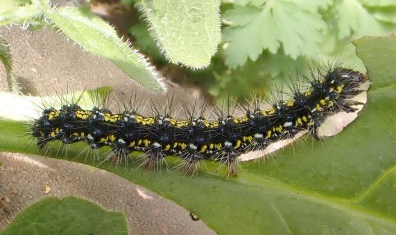 Scarlet Tiger Moth larva