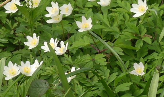 Wood Anemones