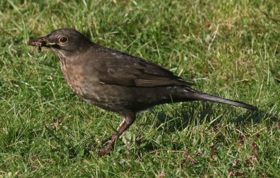 Blackbird female