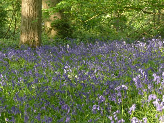 Bluebells