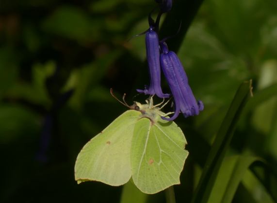Brimstone butterfly on Bluebell