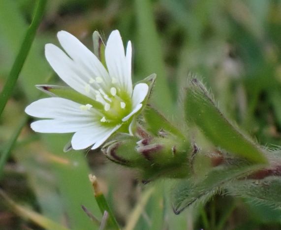 Common Mouse Ear