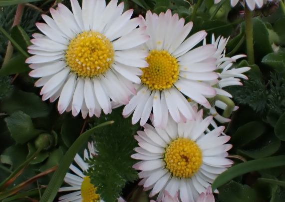 Daisies