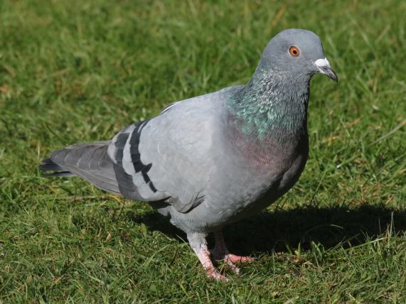 Feral
                  Pigeon (Rock Dove)