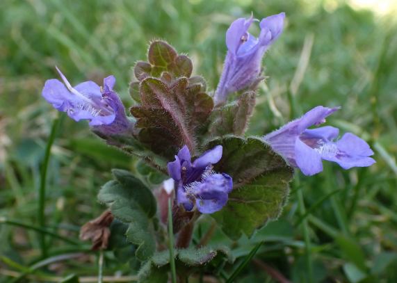 Ground
                  Ivy