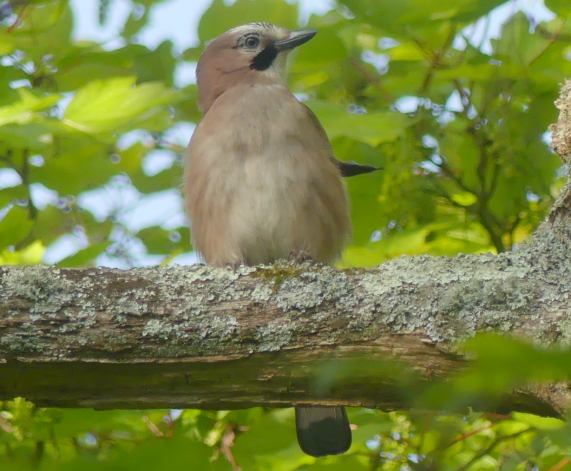 Jay
