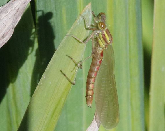 Large Red Damselfly
